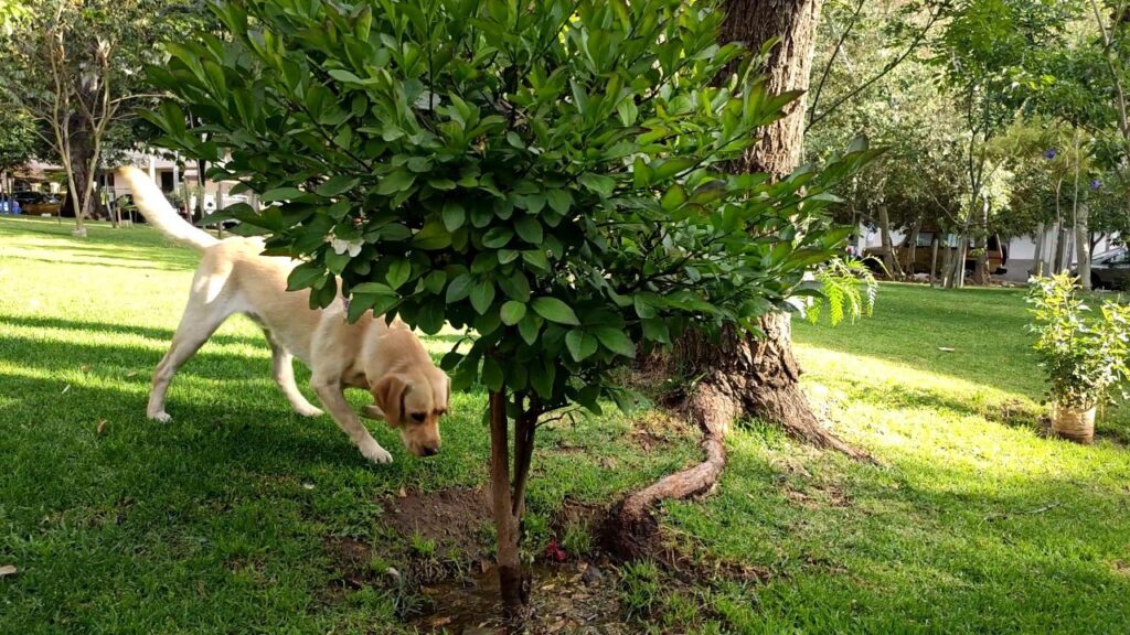 Áreas recreativas infantiles cercadas o áreas recreativas de mascotas cercadas