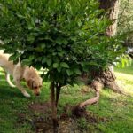 Áreas recreativas infantiles cercadas o áreas recreativas de mascotas cercadas